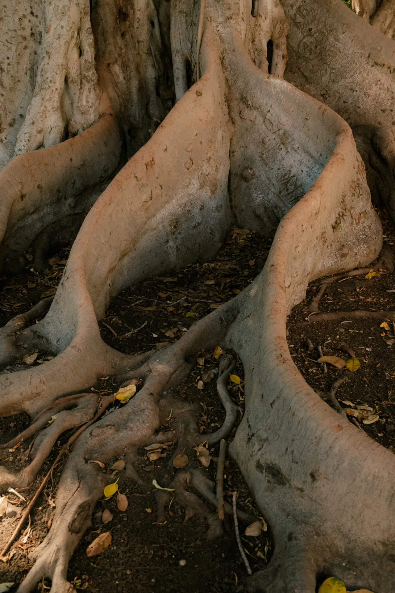 Natural tree root texture background in earthy Mediterranean tones for Heyns & Montgomery Resolutions.